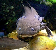 Axolotl commun