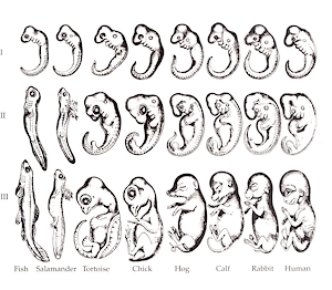 Romanes, G. J. (1892). Darwin and After Darwin. Open Court, Chicago