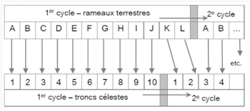 alignement des rameaux et des troncs